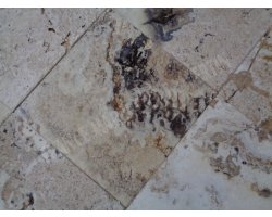 Travertin Philadelphia 40x40 1,2 cm Brossé 2